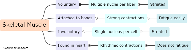 What are the differences between skeletal muscle and cardiac muscle?