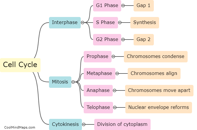 What is the cell cycle?