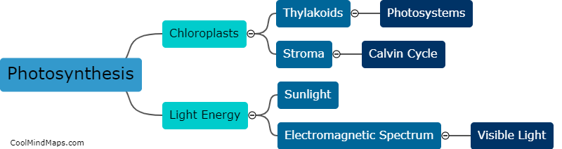 What is photosynthesis?