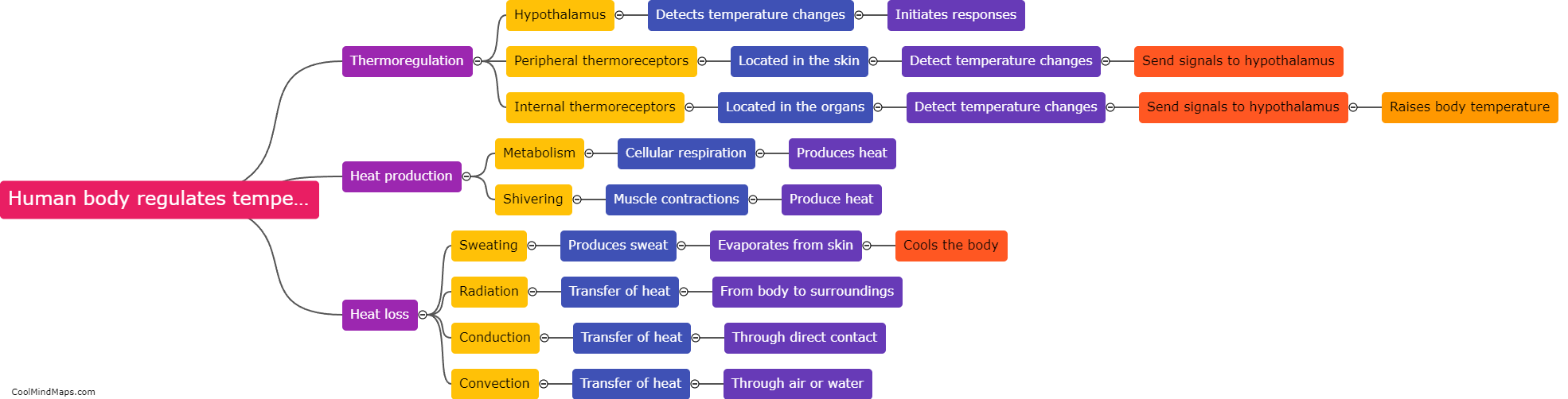 How does the human body regulate temperature?