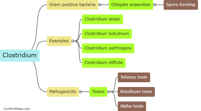 What is clostridium?