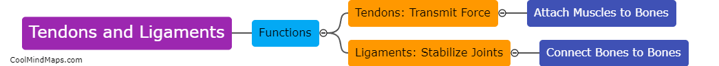 What is the role of tendons and ligaments in the muscular system?