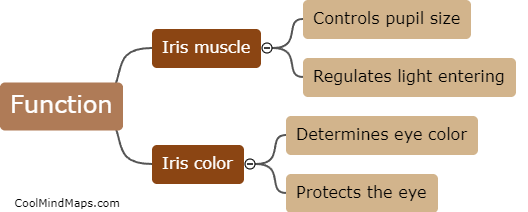 What is the function of the iris?