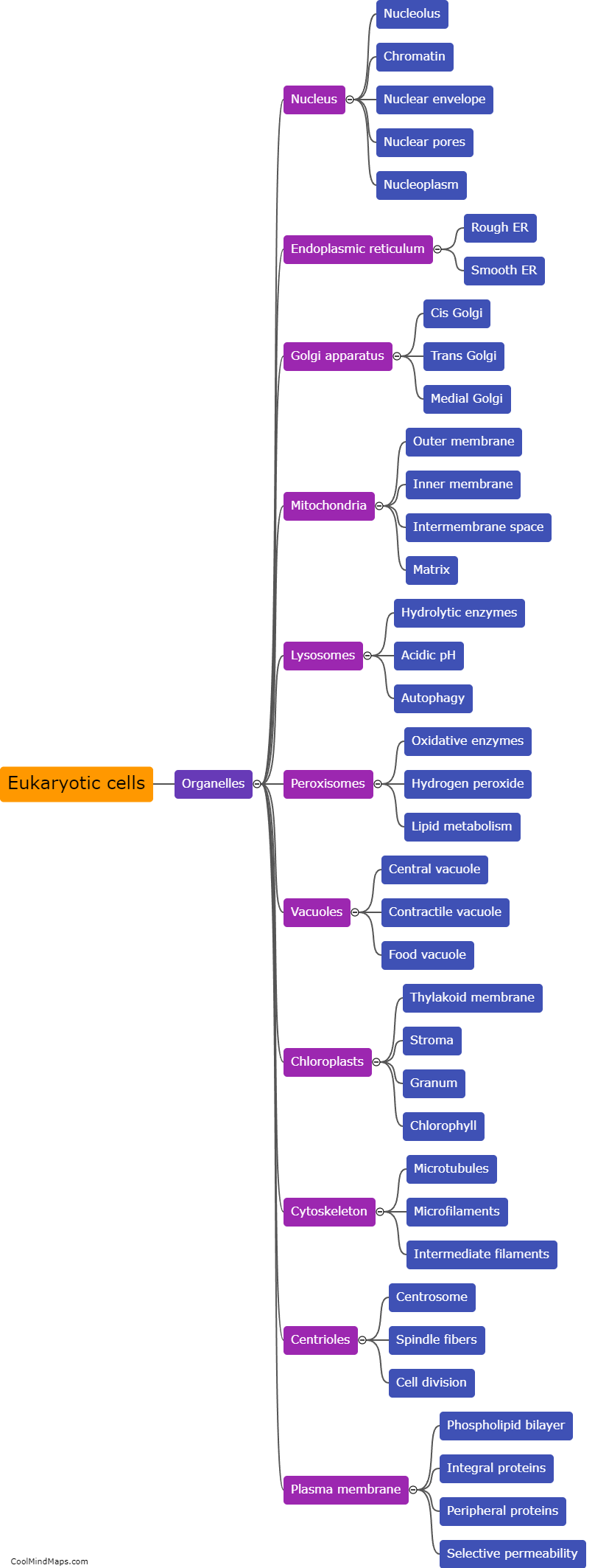 What are the major organelles found in eukaryotic cells?