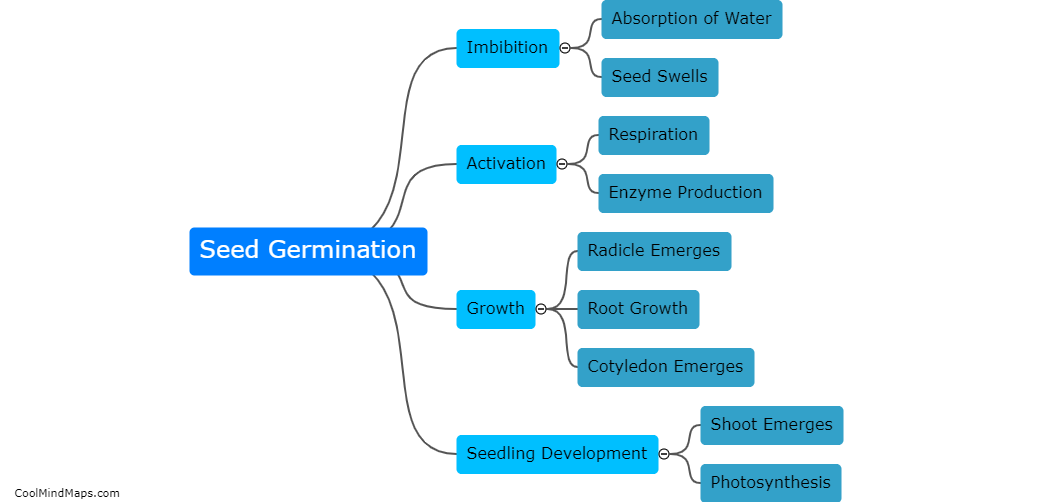 What are the stages of seed germination?