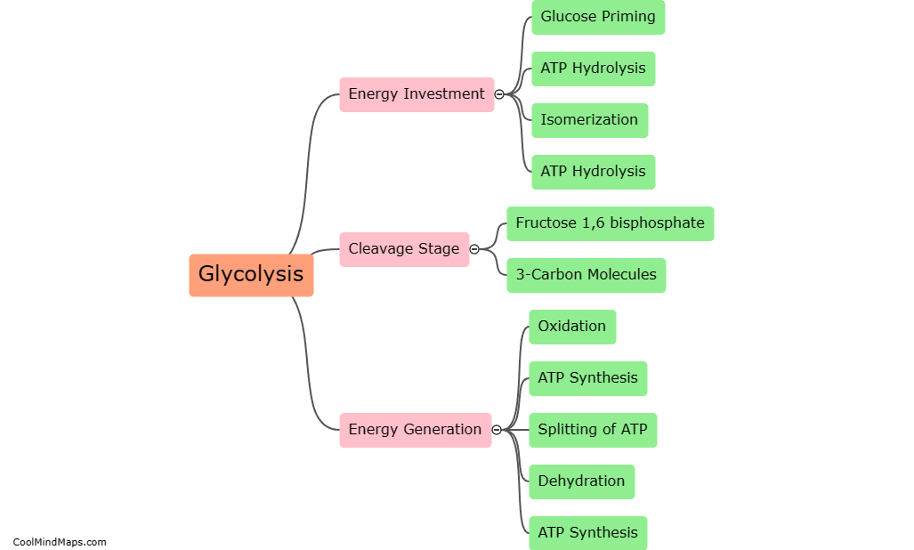 What are the steps of glycolysis?