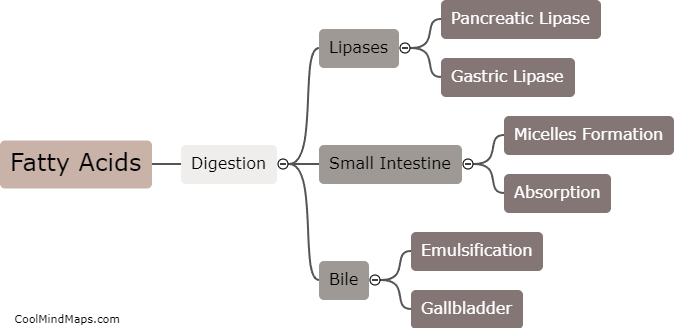 What is the relationship between fatty acids and digestion?