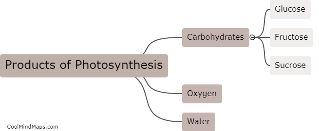 What are the products of photosynthesis?